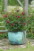 Rosa 'Darcy Bussell' in an old copper boiler turned garden planter in the old pig sty, June