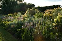 The big blue and yellow border against a yew hedge with Linaria, Alchemilla mollis, Nigella damascena -(Love-in-a-mist), Rosa 'Graham Thomas', Artemisia. Geraniums, Euphobia and Onopordum acanthium. Evening light at Wood Farm, June