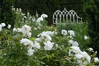 The White Garden at Wood Farm with Rosa 'Iceberg' and a white metal Strawberry Gothic bench by the Taxus baccata - Yew hedge, June