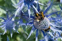 Eryngium bourgatii 'Picos Blue' with bees, June