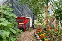 Tomatoes and cucumbers growing in the polytunnel, bed edged with French marigolds - Cavick House Farm, Norfolk