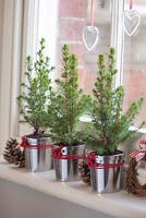 Miniature Christmas trees