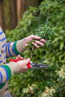 Step by step - making privet Christmas trees - Pruning hedge to collect leaves