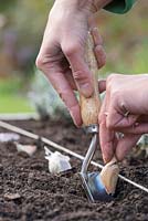 Step by step - planting garlic 'early purple wight' in raised bed - planting cloves