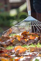 Step by step raking and collecting autumn leaves