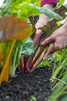 Step by step growing Swiss Chard 'Bright Lights' - harvesting 