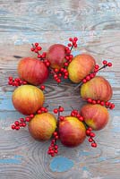 Step-by-step - Creating winter wreath using apples and holly berries - Malus and Ilex