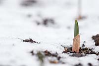 Step-by-step - emerging shoots of garlic 'early purple wight' 