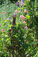 Lathyrus 'Geranium Pink Improved' and other varieties of Sweet Peas growing on willow wig wams in September, Gowan Cottage