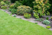 Curved garden path of stepping stones with alpines between slabs edging mixed shrub border, with Pieris, Azalea, Camellia and Potentilla and lawn