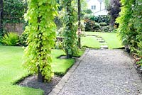 Mature garden with gravel path edged with pavers leading through archway with Humulus lupulus 'Aureus' - Golden hop, Vitis vinifera and Clematis and well maintained lawns 