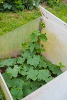 Outdoor ridge cucumbers thriving in home made cold-frame constucted from reclaimed triple-wall roofing material