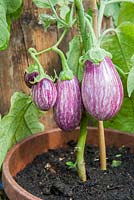 Pot grown greenhouse Aubergines, Calliope F1 Hybrid