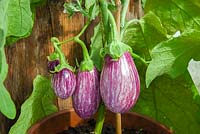 Pot grown greenhouse Aurbergines, Calliope F1 Hybrid