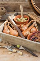 Wooden seed tray with Shallots, broad bean seeds, runner bean seeds and potting bench items