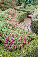 Ornamental knot garden with box hedging and hardy fuschias in flower