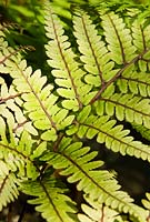 Fern frond with red ribs