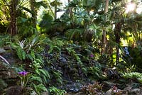 The waterfall is planted with Aechmea 'Androlepsis Skinneri', Cattleya hybrids, Neoregelia x hybrid - Bromeliad 'Bossa Nova', Tradescantia Zebrina - Wandering Jew, and Blechnum Serralutum - Swamp Fern - McKee Botanical Garden, Vero Beach, Florida