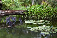 The Cafe Pond's planting combination of Nymphaea - Waterlilies, Colocasia esculenta 'Black Magic', and a fallen Pine bridge created during Hurricane Wilma in 2005 - McKee Botanical Garden, Vero Beach, Florida