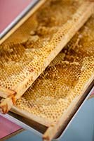 Honey preparation at Hollickwood School. Honeycomb on wooden frames