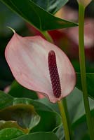 Anthurium