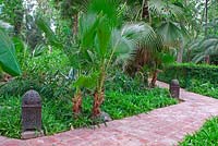Washingtonia filifera in exotic garden in Morocco