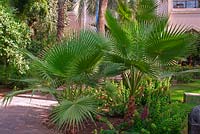 Washingtonia filifera in an exotic garden in Morocco