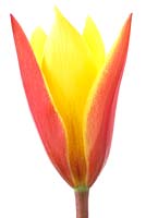 Tulipa clusiana var. chrysantha 'Tubergen's Gem' - Lady tulip 