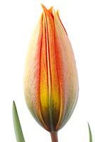 Tulipa orphanidea Whittallii Group AGM.
