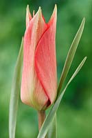 Tulipa linifolia - Flax-leaved tulip  