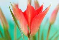 Tulipa linifolia - Flax-leaved tulip 
