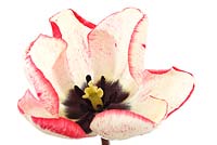 Tulipa 'Denise' - Tulip Triumph Group