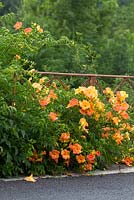 Campsis radicans clambering over old iron fence