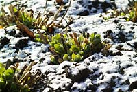 Sedum spectabile cut back in winter