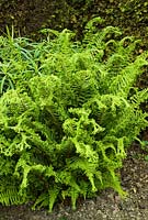 Polystichum setiferum Cristatum Group - Soft Shield fern