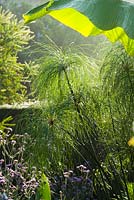 Dew on Cyperus papyrus in the exotic garden at Great Dixter