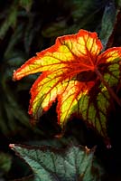 Begonia 'Little Brother Montgomery'