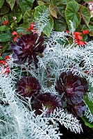 Aeonium 'Zwartkop' syn. 'Schwarzkopf' growing through Centaurea cineraria