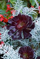 Aeonium 'Zwartkop' syn. 'Schwarzkopf' growing through Centaurea cineraria