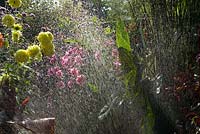 Water sprinkler in the exotic garden at Great Dixter