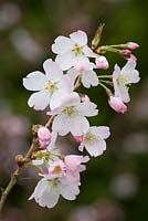 Prunus 'Pandora' in blossom. Flowering Cherry