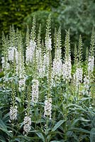 Lysimachia ephemerum