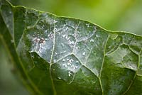 Whitefly on sprout foliage