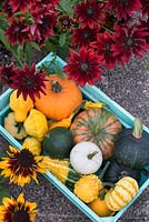 Pumpkins, Squashes and Gourds in wooden crate , Rudbeckia 'Sonora', Rudbeckia 'Cherry Brandy'