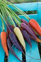 Freshly harvested carrots in different colours in wooden crate