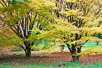 Acer palmatum 'Senkaki' - John F Kennedy Arboretum, New Ross, Co. Wexford, Ireland. Established 1968. Managed by the Office of Public Works. October.