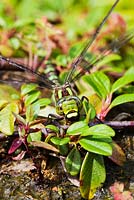 Aeshna Cyanea - Female Dragon Fly, Southern Hawker on Cotoneaster dammeri