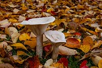 Clytocybe nebularis - Clouded agaric among autumn leaves at High Beeches, Sussex