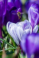 Crocus 'Pickwick' with visiting bee