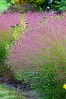 Panicum virgatum 'Heavy Metal'